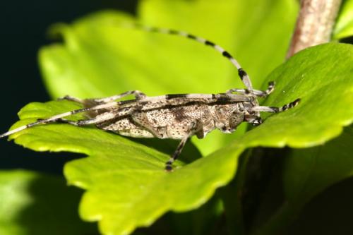 Réf. 24 167 : Acanthocinus griseus