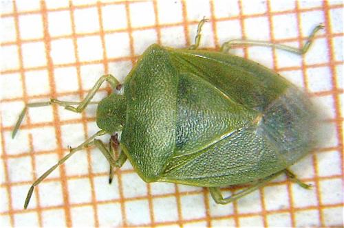 Acrosternum heegeri