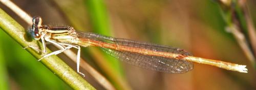 Réf. 24 277 : Platycnemis acutipennis
