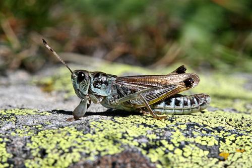 Gomphocerus sibiricus sibiricus