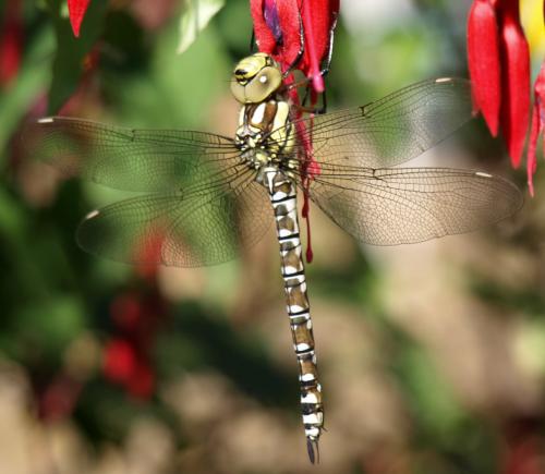 Aeshna cyanea