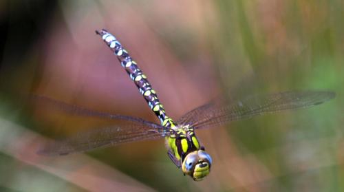 Aeshna cyanea