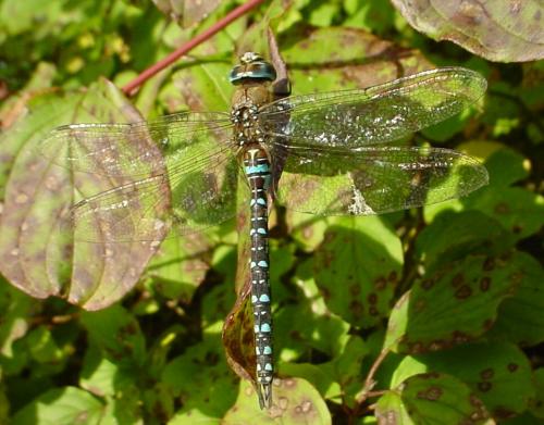Aeshna mixta