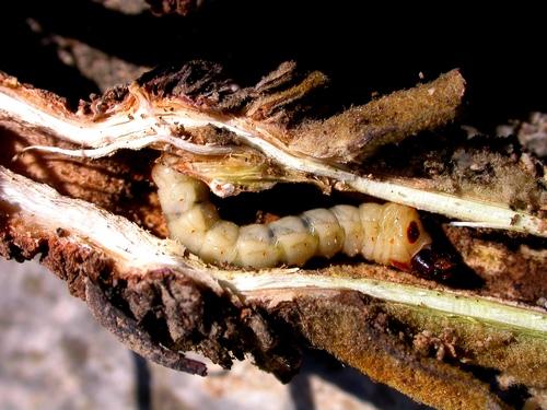 Agapanthia kirbyi