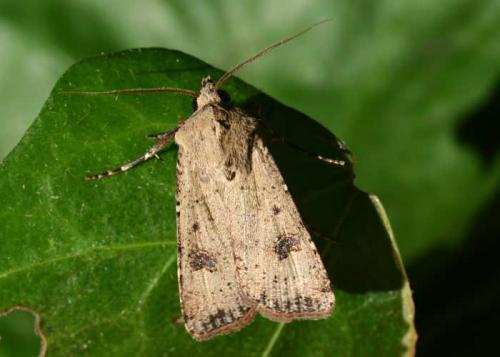 Réf. 24 427 : Agrotis trux
