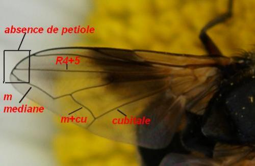 Réf. 24 593 : Ectophasia sp.