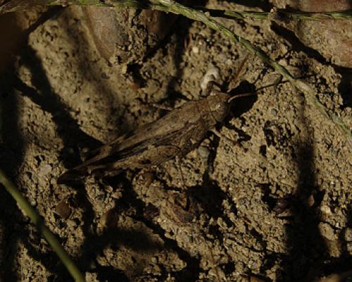 Aiolopus strepens