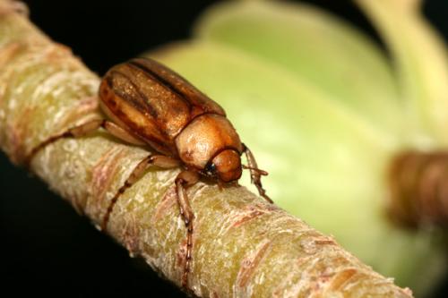 Amadotrogus vicinus