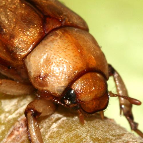 Amadotrogus vicinus