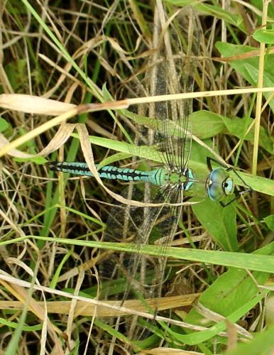 Réf. 24 020 : Anax imperator