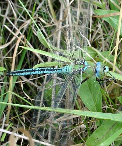 Réf. 24 023 : Anax imperator