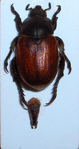 Anisoplia tempestiva