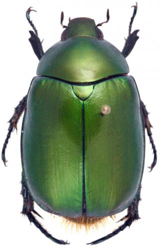 Réf. 24 797 : Anomala dimidiata barbata