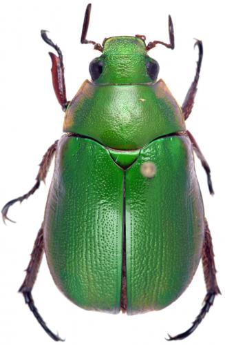 Mimela passerinii