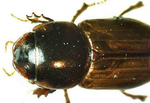 Agrilinus sp.