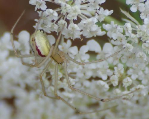 Réf. 24 007 : Enoplognatha sp.