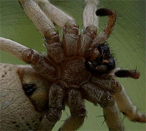 Eusparassus sp.