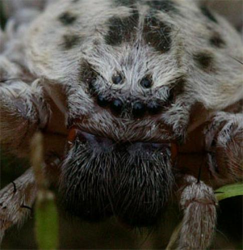 Eusparassus sp.