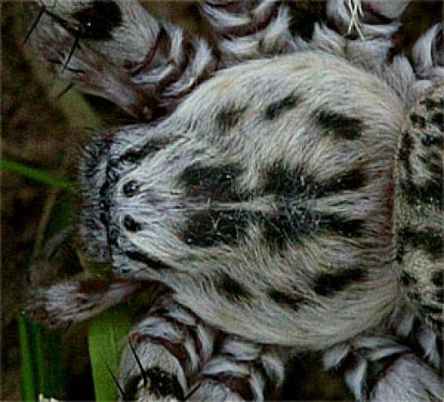 Eusparassus sp.
