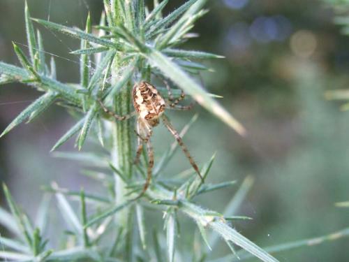 Metellina segmentata
