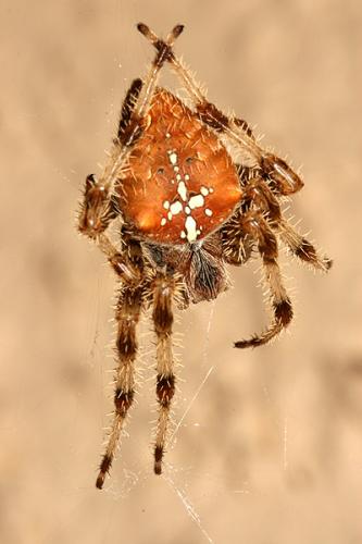 Réf. 24 017 : Araneus pallidus