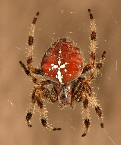 Araneus pallidus