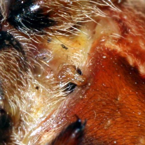 Réf. 24 019 : Araneus pallidus