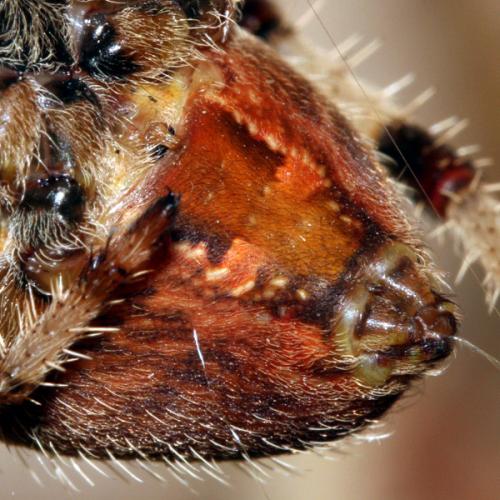 Araneus pallidus