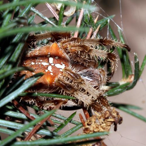Réf. 24 022 : Araneus pallidus