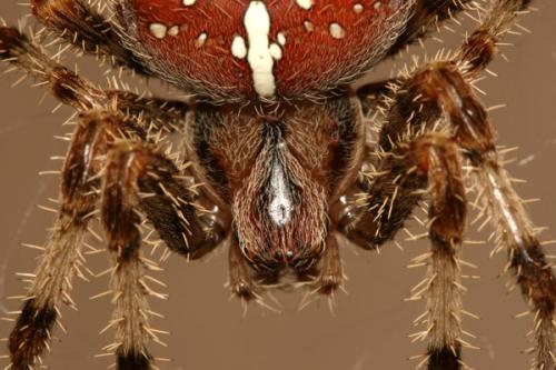 Araneus pallidus