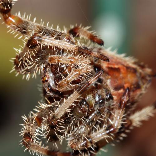 Réf. 24 021 : Araneus pallidus