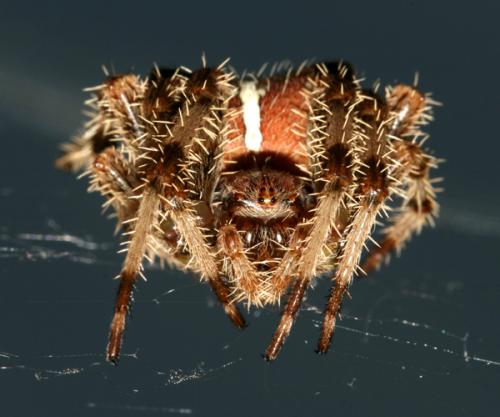 Araneus pallidus