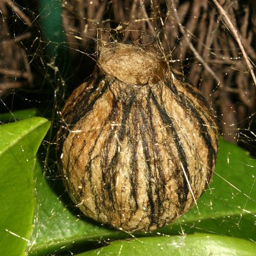 Argiope bruennichi