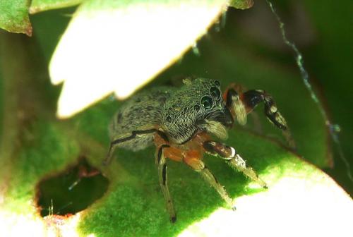 Réf. 24 040 : Ballus rufipes