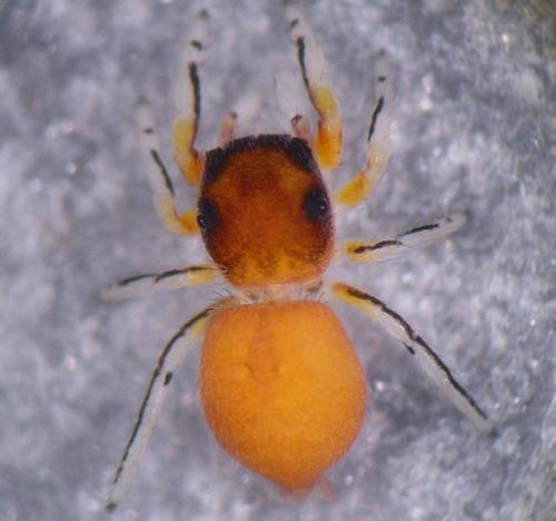 Réf. 24 111 : Ballus rufipes