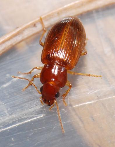 Réf. 24 753 : Bradycellus verbasci