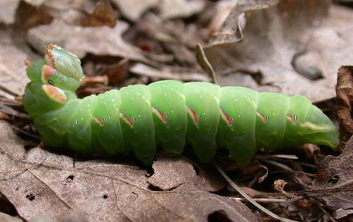 Peridea anceps