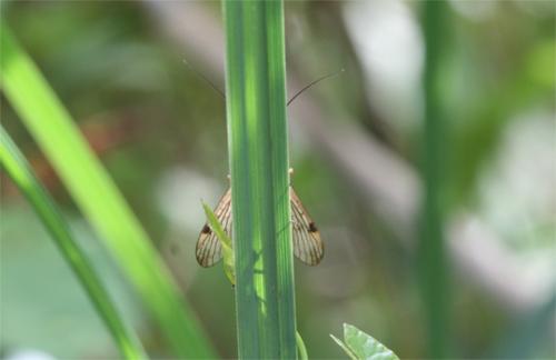 Panorpa cognata