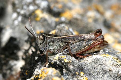 Calliptamus siciliae