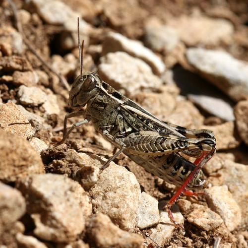 Calliptamus siciliae