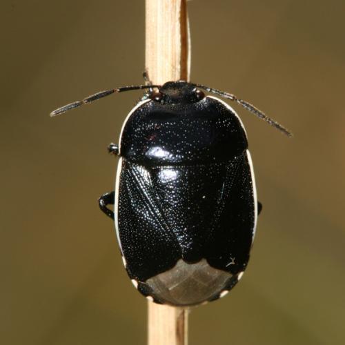 Réf. 24 395 : Canthophorus sp.
