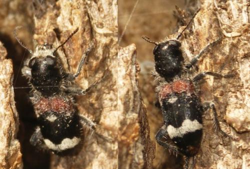 Clerus mutillarius