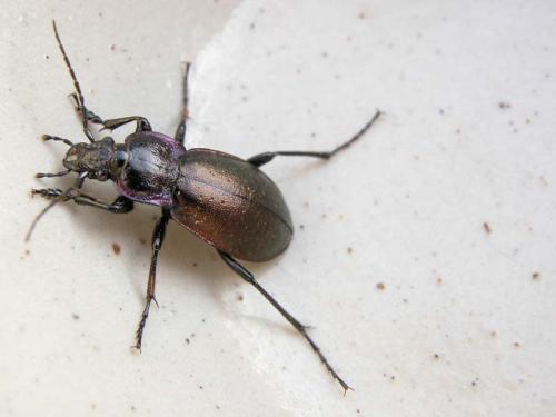 Carabus nemoralis