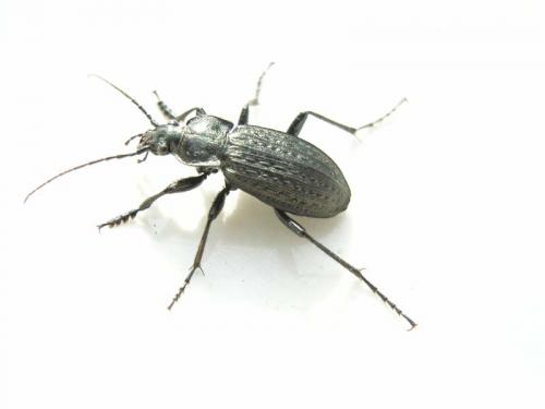 Carabus granulatus