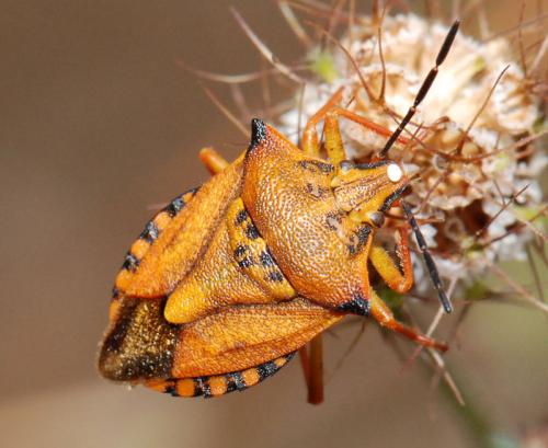 Carpocoris mediterraneus atlanticus