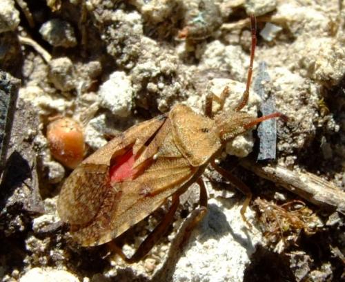 Réf. 24 802 : Anoplocerus elevatus