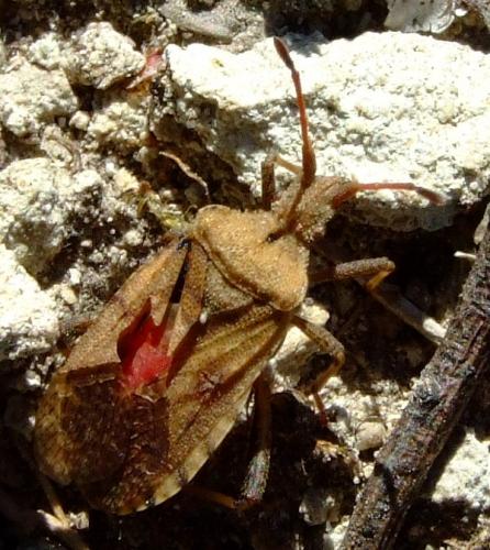 Anoplocerus elevatus