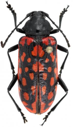 Poecilopeplus intricatus