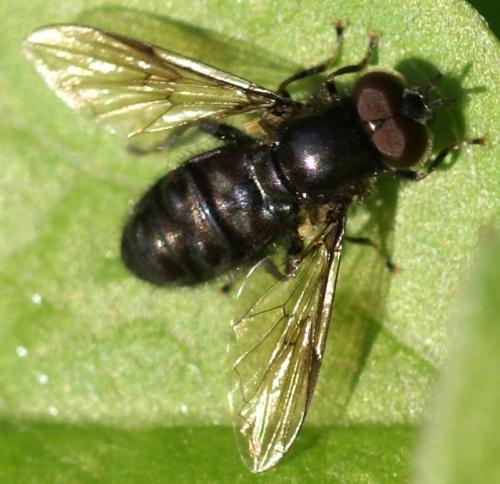 Réf. 24 376 : Pipiza noctiluca