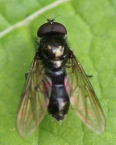Cheilosia sp.